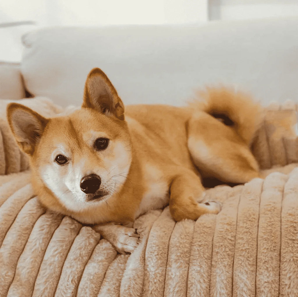 Dog Sofa Mat & Furniture Protector-2