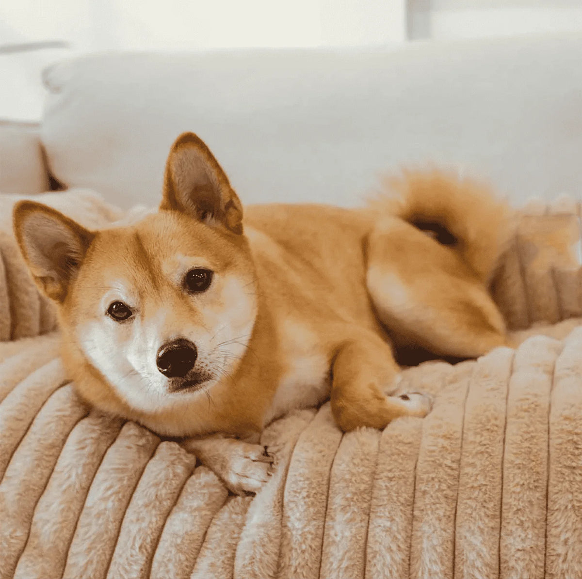 Dog Sofa Mat & Furniture Protector-2